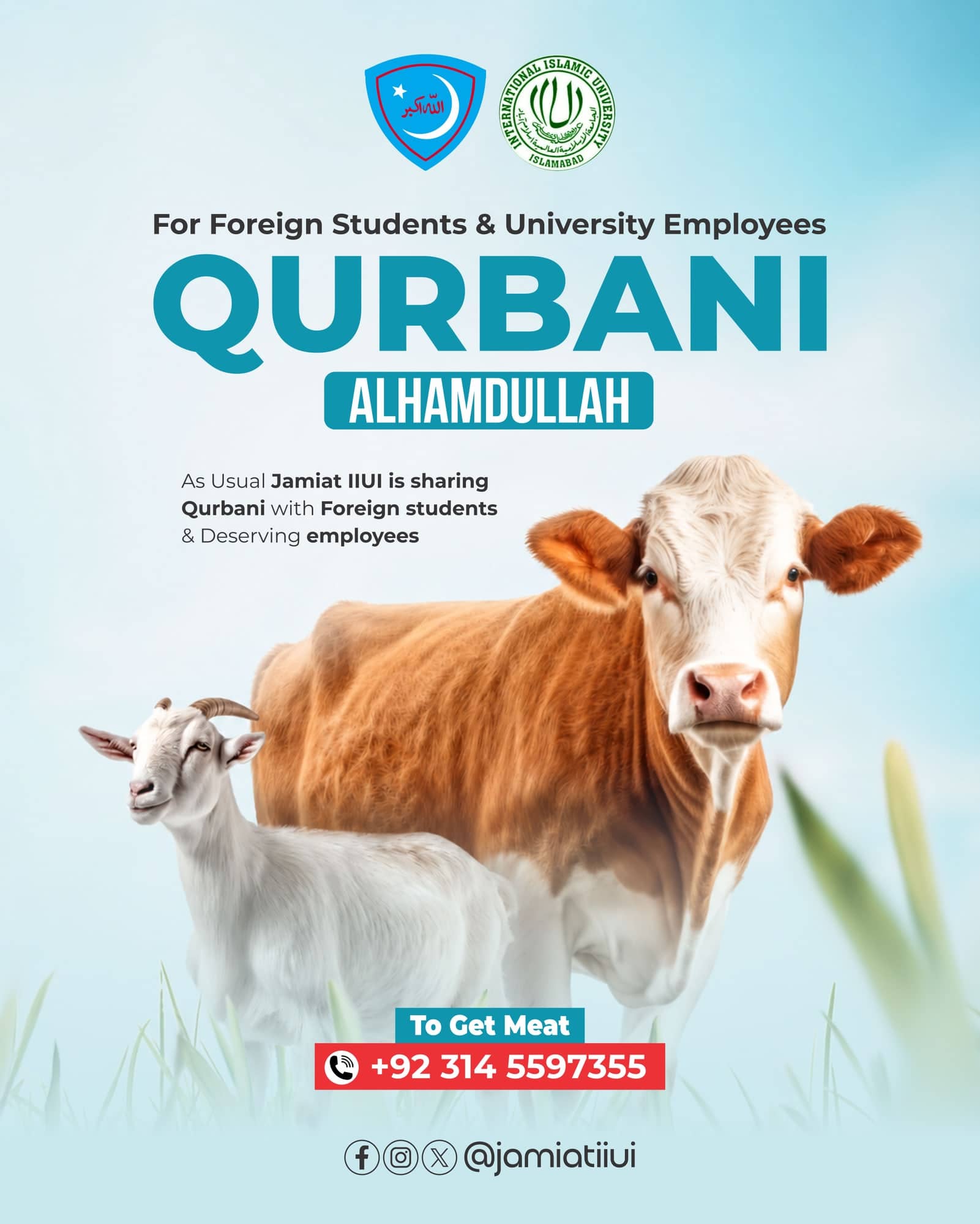 IIUI Qurbani post for foreign students and university employees, showing a cow and a goat in a green field above a contact number for collecting meat.